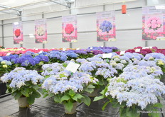 Hortensia's bij Agriom.